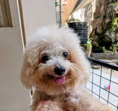 Chó Poodle Trắng kem đã tiêm phòng