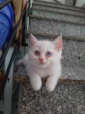Mèo aln trắng mắt xanh siêu xinh dưới 3 tháng
