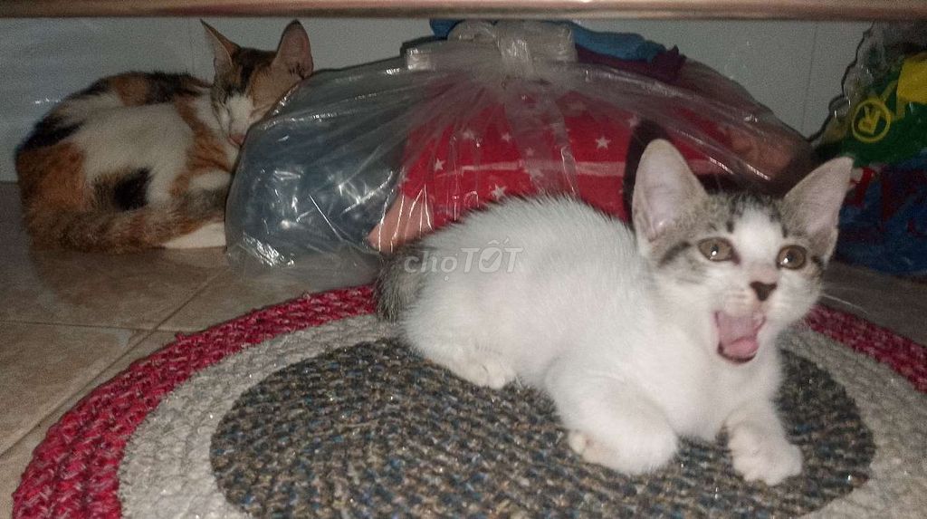 2 Mèo Con. Mua bán Mèo tại Thành phố Thủ Dầu Một Bình Dương được đăng bởi Kmlô Sb hình 4