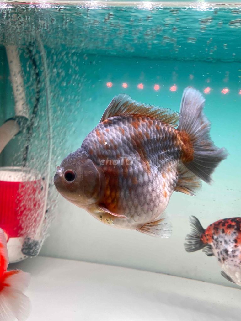 Oranda size to hơn 4 ngón. Mua bán Thú cưng khác tại Quận Ninh Kiều Cần Thơ được đăng bởi TTV hình 1