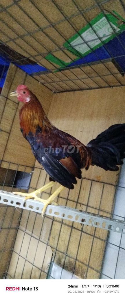 Asllmỹ 9l5 trạng 1k4-5 tay 1cuc gà tơ 4t . Mua bán Gà tại Huyện Hóc Môn Tp Hồ Chí Minh được đăng bởi hai gà lông gà tre  hình 1