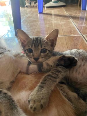 mèo con khoảng 2 tháng tuổi. Mua bán Mèo tại Thành phố Vũng Tàu Bà Rịa - Vũng Tàu được đăng bởi Hoàng Thắng