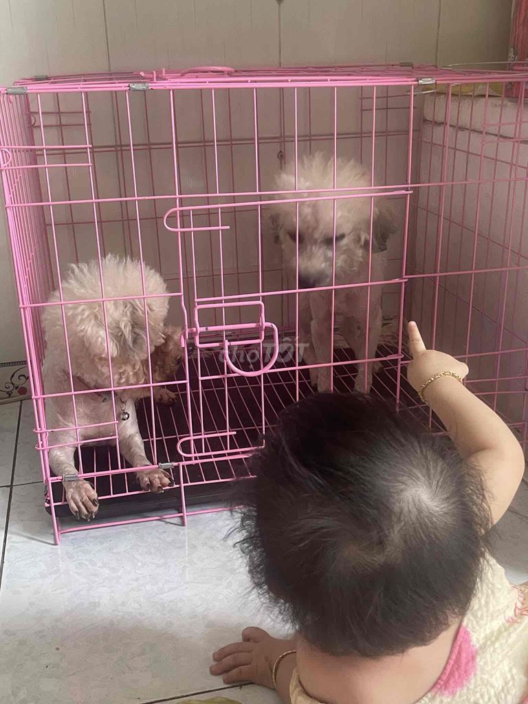 Chó Poodle Đực. Mua bán Chó tại Thành phố Thuận An Bình Dương được đăng bởi Bội Bội hình 1