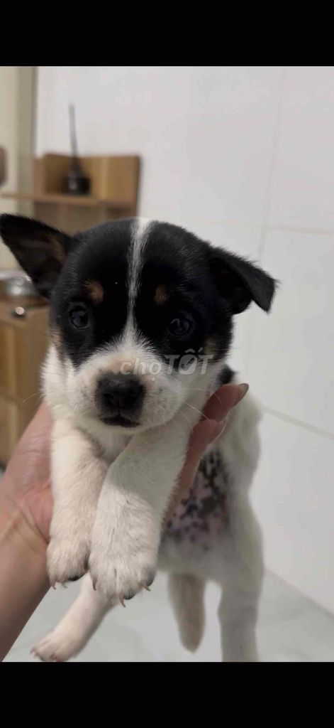 Chó Nhật chân lùn. Mua bán Chó tại Thành phố Đà Lạt Lâm Đồng được đăng bởi AiThuong PET SHOP hình 1