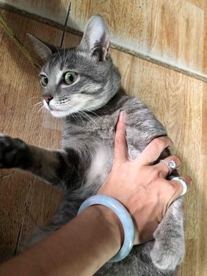Mèo lai Anh lông ngắn Xám vằn