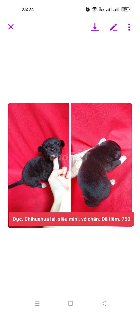 Chó chihuahua mắt xanh siêu nhỏ, corgi ú đã tiêm