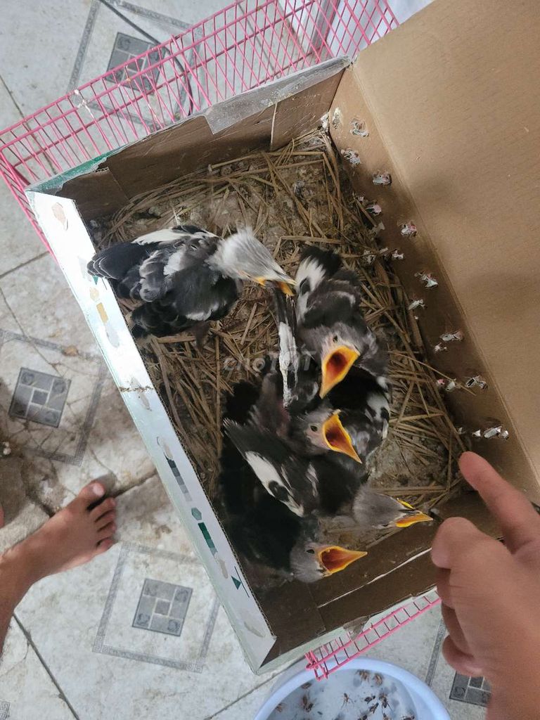 cà cưởng non. Mua bán Chim tại Huyện Bình Chánh Tp Hồ Chí Minh được đăng bởi chim chim hình 1