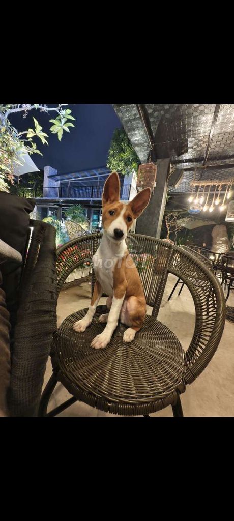 bán chó basenji đực 7 tháng tuổi. Mua bán Chó tại Quận Ngô Quyền Hải Phòng được đăng bởi phạm trung hình 1