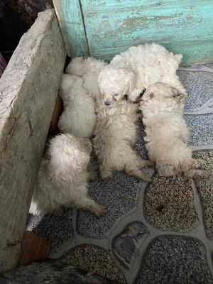 Chó Poodle Trắng 4 bé