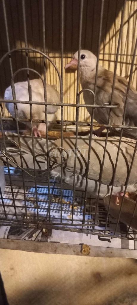 Chim cu gáy Nhật 1-3 tháng. Mua bán Chim tại Huyện Đông Anh Hà Nội được đăng bởi Ngọc Anh Ngọc Anh hình 1