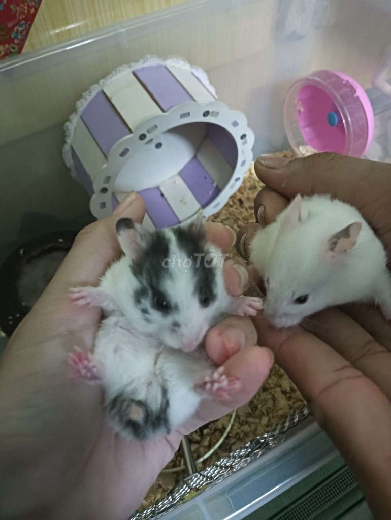 Chuột hamster nhiều nên bán bớt