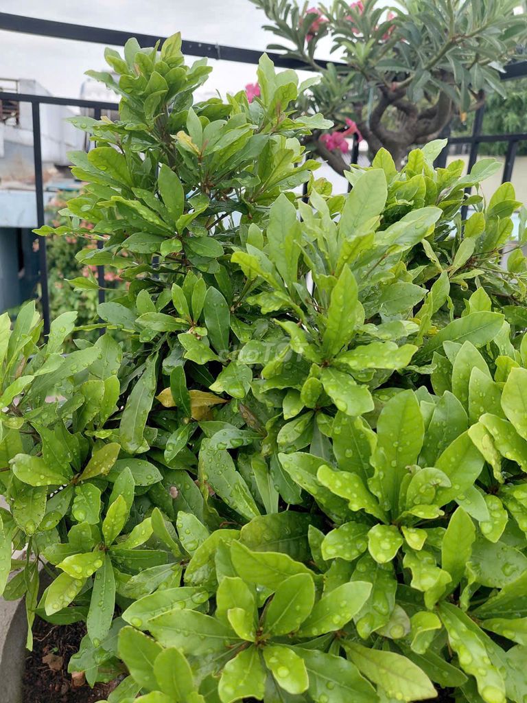 Cây thần kỳ đang ra hoa đậu trái. Mua bán Cây cảnh, đồ trang trí tại Quận 3 Tp Hồ Chí Minh được đăng bởi Hoàng Tiến Cảnh hình 1