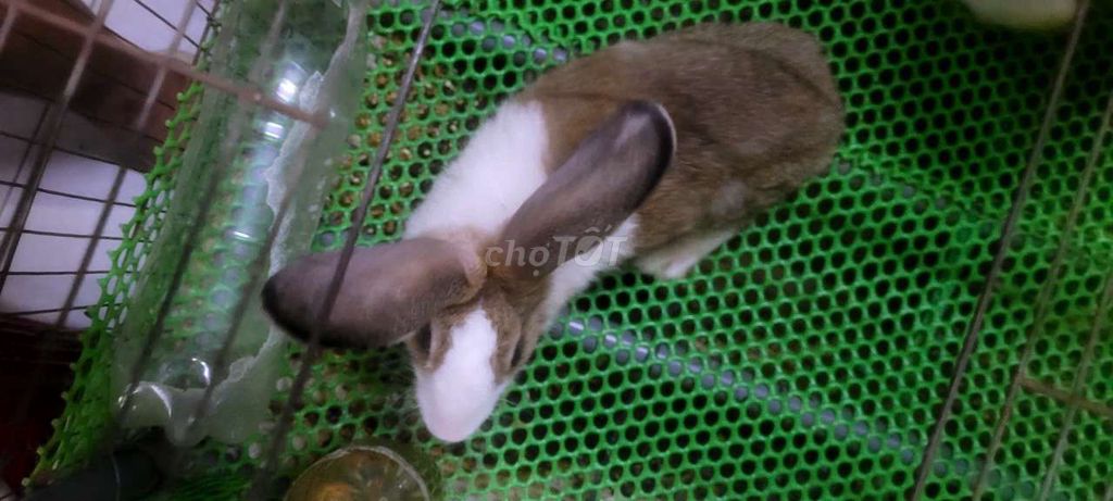 Thỏ trung Việt Nam 1kg 6 tháng đã tiêm. Mua bán Thú cưng khác tại Quận 5 Tp Hồ Chí Minh được đăng bởi Trần Thị Thúy Thanh hình 1