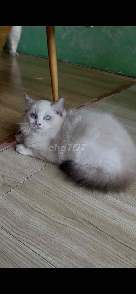ragdoll cái 5 tháng. Mua bán Mèo tại Quận Gò Vấp Tp Hồ Chí Minh được đăng bởi thảo hình 1