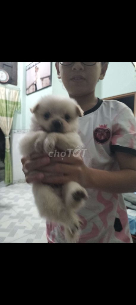 cún nhựt lai chihuahua, nhỏ con, giới tính đực . Mua bán Chó tại Huyện Cao Lãnh Đồng Tháp được đăng bởi Nhựt  hình 1