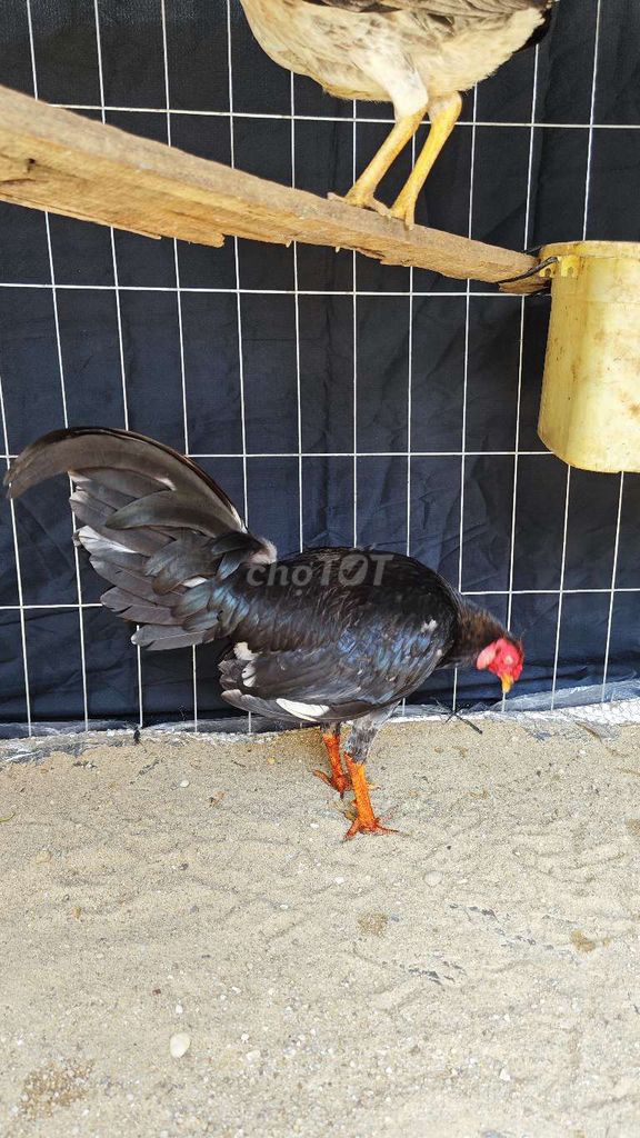 Gà tre đen 1.4kg 6 tháng. Mua bán Gà tại Huyện Lộc Ninh Bình Phước được đăng bởi vũ gà ok chuan hình 1