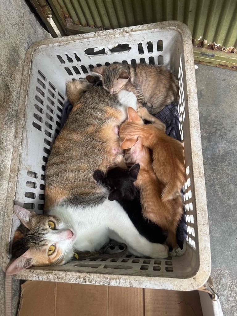 Mèo con Đực Cái Đen Vàng Vằn Tốt. Mua bán Mèo tại Quận Sơn Trà Đà Nẵng được đăng bởi Tùng Bobo Bean hình 1