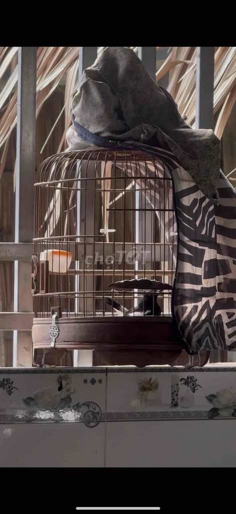 Lồng chim Choè đất tre. Mua bán Chim tại Thị xã Kiến Tường Long An được đăng bởi tiêu dao hình 1