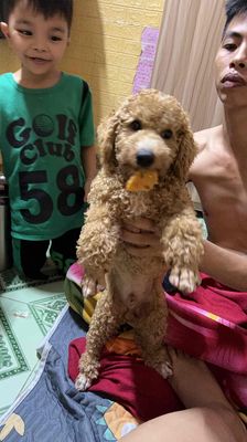 chó màu vàng tầm 3kg mấy. Mua bán Chó tại Huyện Long Thành Đồng Nai được đăng bởi Phan thị Tuyet my