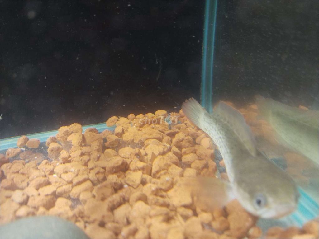 Cá Tiểu Hoàng Đế 14-15cm Xám. Mua bán Thú cưng khác tại Quận 12 Tp Hồ Chí Minh được đăng bởi Nguyễn Tuấn hình 1