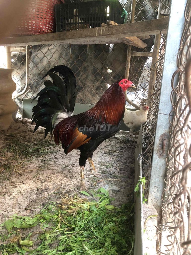 Gà Hatch Mỹ rặc. Mua bán Gà tại Thành phố Bà Rịa Bà Rịa - Vũng Tàu được đăng bởi Penalty hình 1