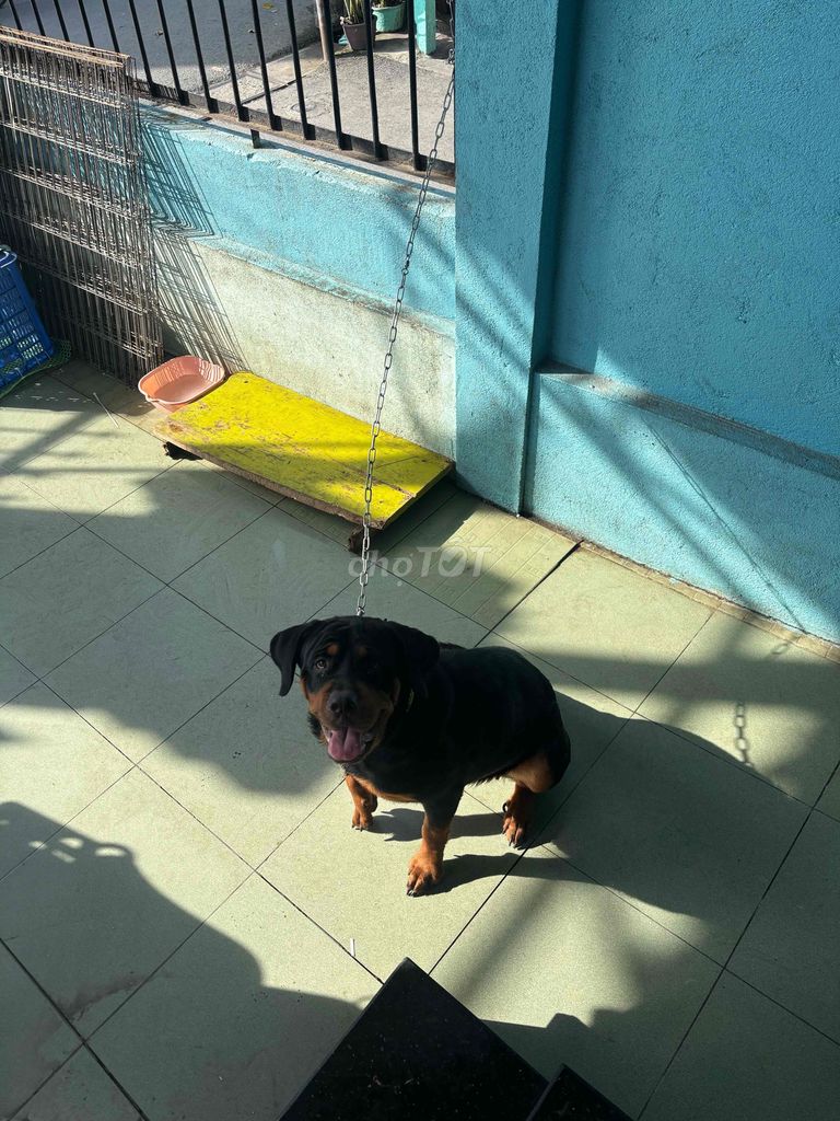 Thanh lý chó phú quốc và chó rot. Mua bán Chó tại Quận 7 Tp Hồ Chí Minh được đăng bởi Minh Thiện hình 3