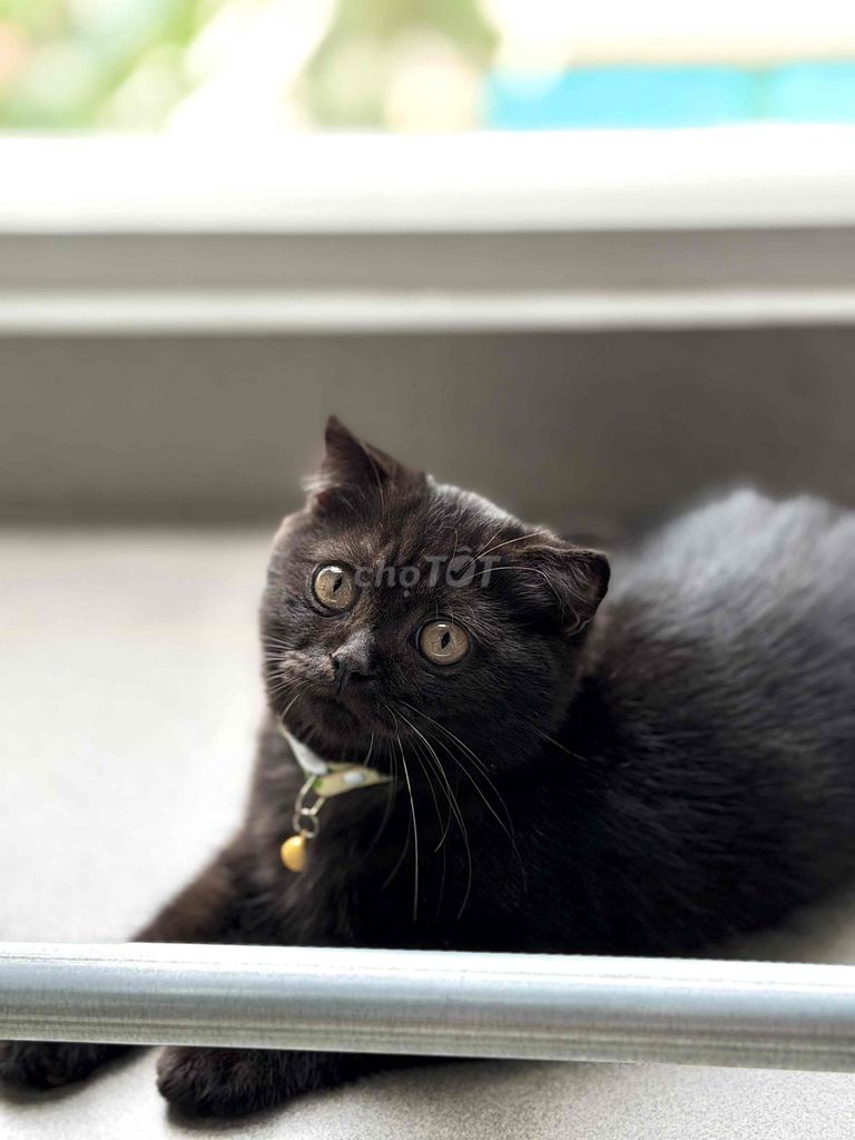 Mèo Scottish Fold Đen Hiền lành. Mua bán Mèo tại Quận 7 Tp Hồ Chí Minh được đăng bởi Huyen hình 1