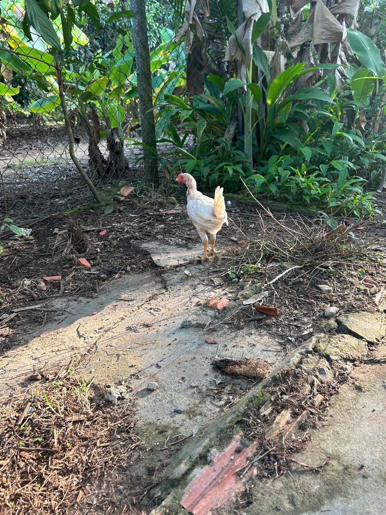 Gà Mỹ tơ 3 tháng Trắng 1.1 - 1.2 kg. Mua bán Gà tại Huyện Trà Ôn Vĩnh Long được đăng bởi SƯ KÊ hình 1