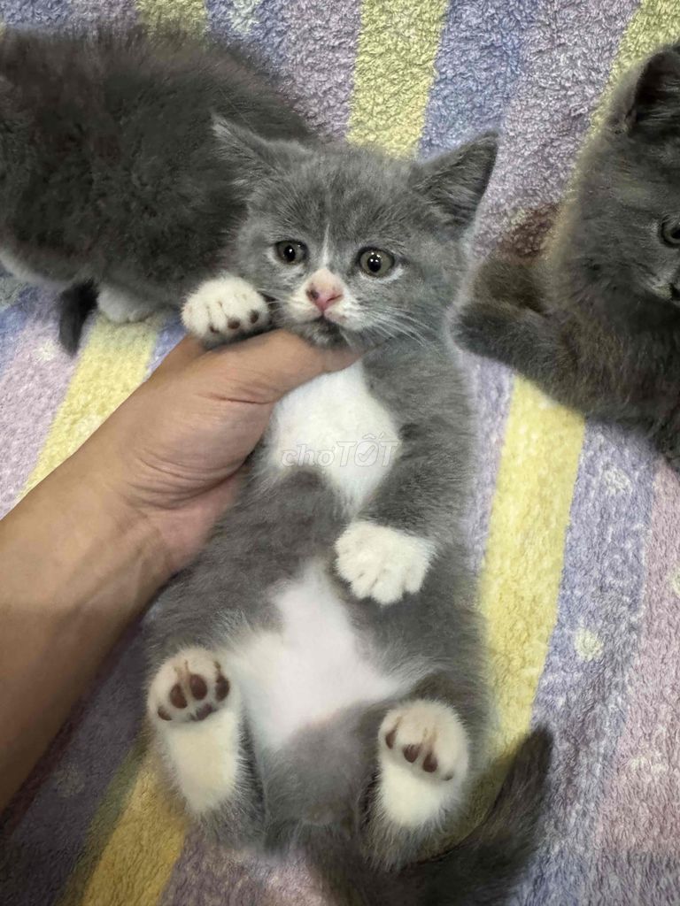 tìm nhà mới. Mua bán Mèo tại Huyện An Dương Hải Phòng được đăng bởi duy ngọc hình 4