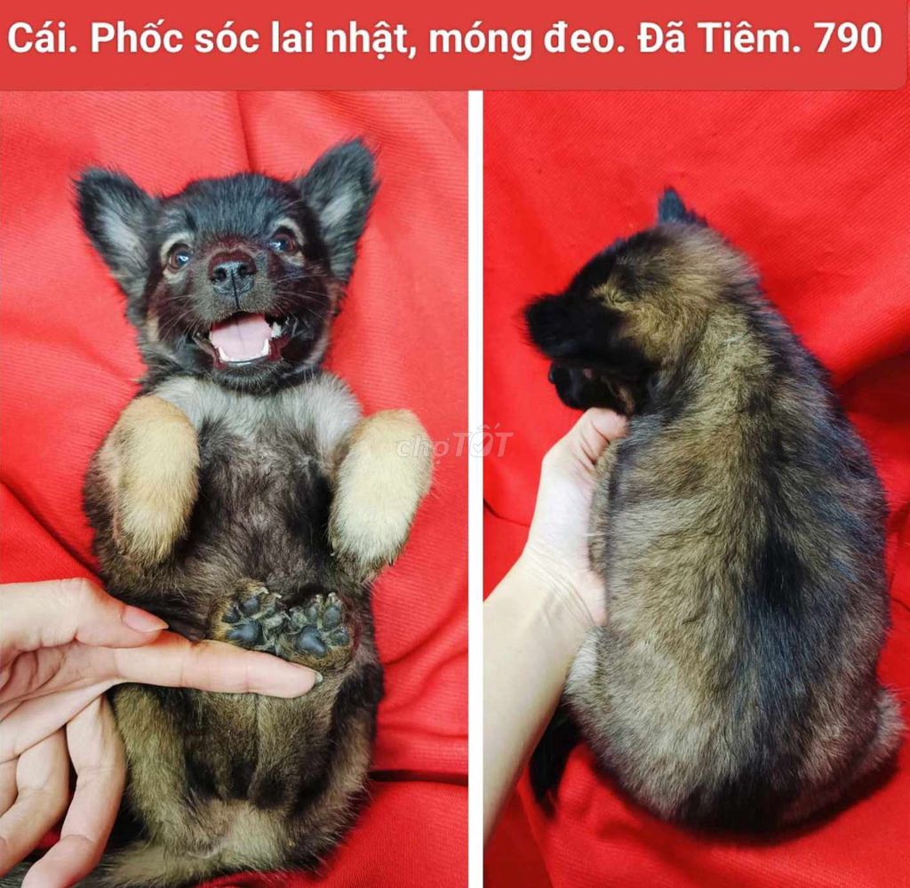 Corgi lai, chihuahua lai. Mua bán Chó tại Quận 12 Tp Hồ Chí Minh được đăng bởi Thanh hình 4