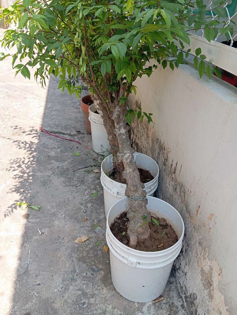 Cây cảnh Mai chiếu thủy Nu Gò Công. Mua bán Cây cảnh, đồ trang trí tại Huyện Nhơn Trạch Đồng Nai được đăng bởi Trung hình 1