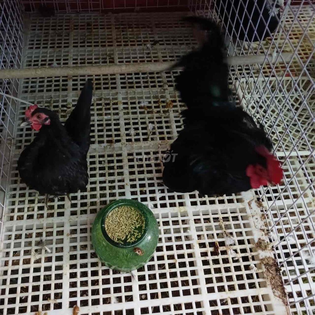 Trại gà kiểng Serama siêu tí hon - Phương Nam Farm. Mua bán Gà tại Quận Bình Tân Tp Hồ Chí Minh được đăng bởi Nông Trại Xanh Phương Nam hình 1
