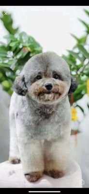 phối giống poodle tiny-teacup thuần chuẩn. Mua bán Chó tại Huyện Hóc Môn Tp Hồ Chí Minh được đăng bởi anh thư
