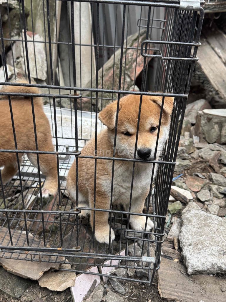Chó Shiba đực 2 tháng tuổi. Mua bán Chó tại Huyện Thanh Oai Hà Nội được đăng bởi Trần Long hình 1