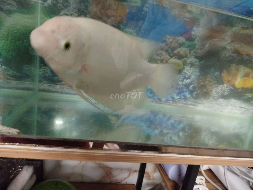 Cá phát tài. Mua bán Thú cưng khác tại Huyện Nhà Bè Tp Hồ Chí Minh được đăng bởi Khanh Huynh hình 1