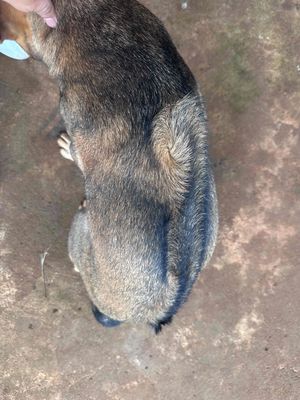 Chó Phú Quốc lai Đen Vàng vện