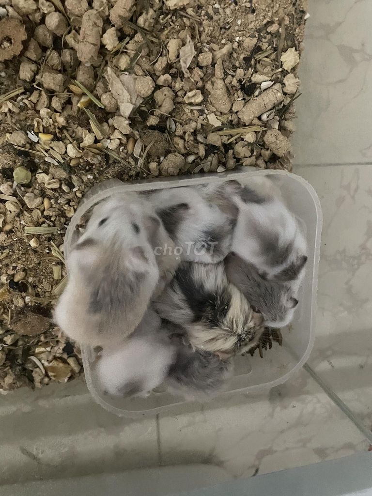 Bầy hamster robo baby ở Thủ Đức
