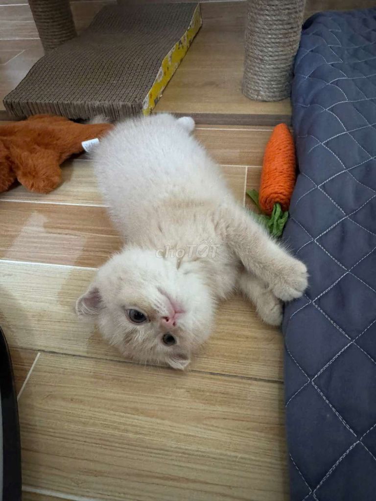 Mèo ALN tai cụp Vàng kem. Mua bán Mèo tại Quận Gò Vấp Tp Hồ Chí Minh được đăng bởi Khôi Nguyễn hình 1