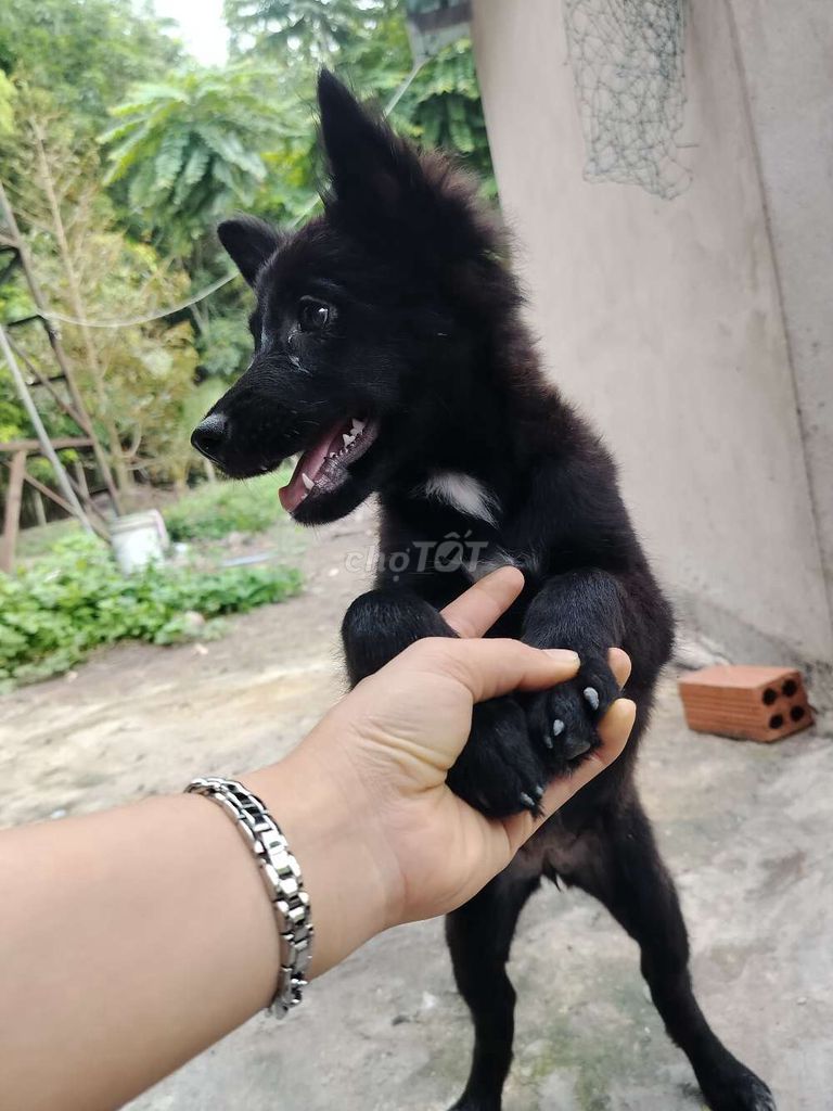 Chó Phú Quốc lai Đen. Mua bán Chó tại Huyện Hớn Quản Bình Phước được đăng bởi Huỳnh Nho hình 1