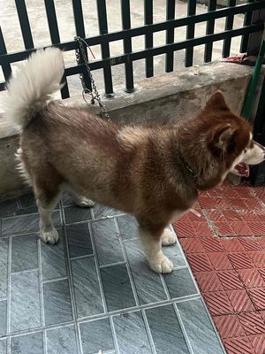Chó Alaska nâu cái hơn 1 tuổi ,mắt 2 màu, chưa sin