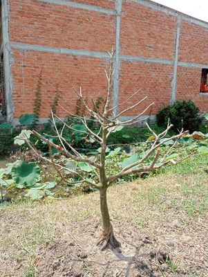 Mai tàng đế nôm. Mua bán Cây cảnh, đồ trang trí tại Huyện Tháp Mười Đồng Tháp được đăng bởi Minh Hồ