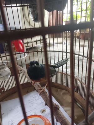 Đang lông chán chăm. Mua bán Chim tại Thành phố Dĩ An Bình Dương được đăng bởi ngô 