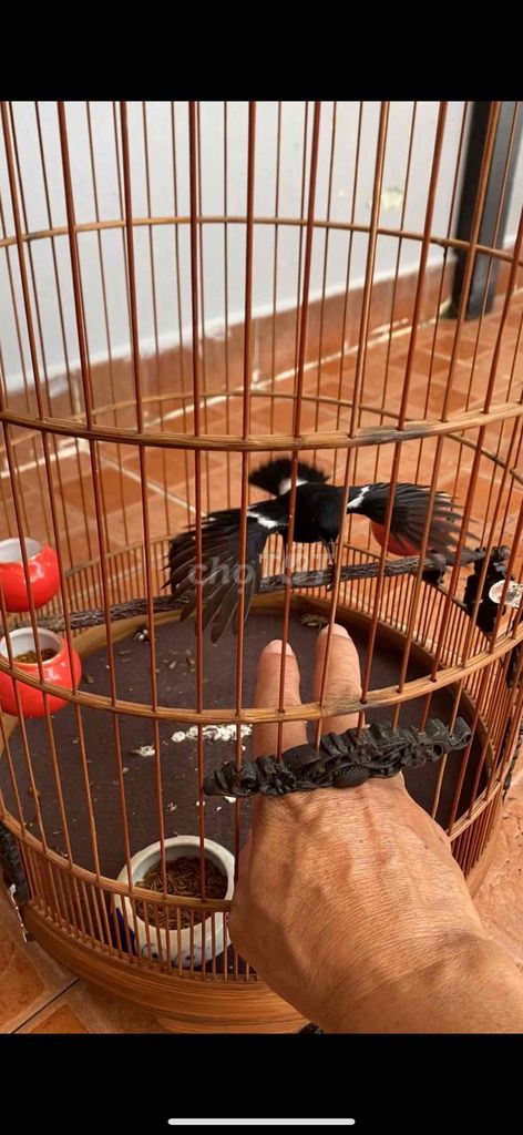 GÀ 3 MÙA CHƠI RUNG CÁNH. Mua bán Chim tại Quận 1 Tp Hồ Chí Minh được đăng bởi Bính hình 1