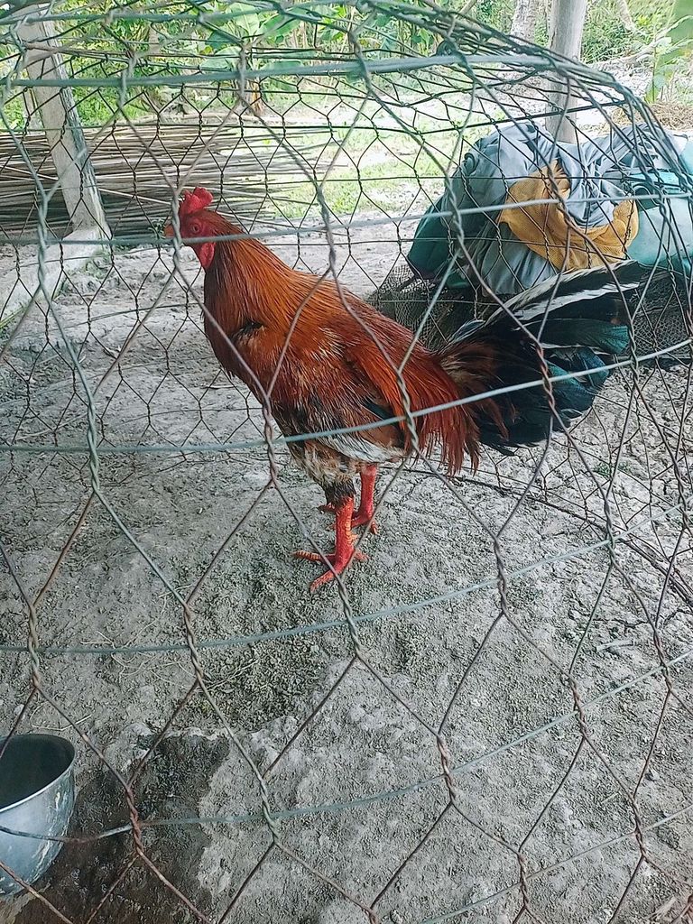 gà vàng bông. Mua bán Gà tại Huyện Mỹ Tú Sóc Trăng được đăng bởi phan văn tiền  hình 1