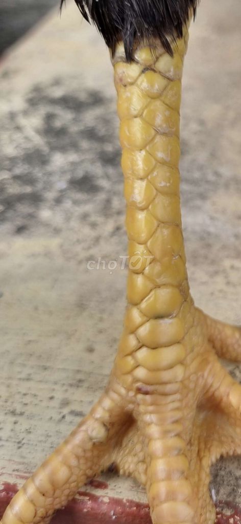 Mái lai mỹ 2k3. Mua bán Gà tại Thành phố Tân An Long An được đăng bởi Nguyễn Khánh  hình 1