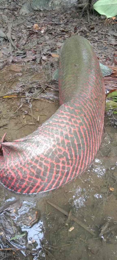 cá hải tượng long. Mua bán Thú cưng khác tại Huyện Mỏ Cày Nam Bến Tre được đăng bởi Trung hình 1