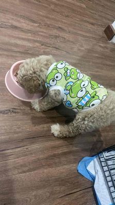 Chó Poodle nâu vàng