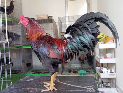 Xanh thái mỹ chân xanh cam 4th5 trạng chơi 3kg8. Mua bán Gà tại Quận 8 Tp Hồ Chí Minh được đăng bởi phương shop 