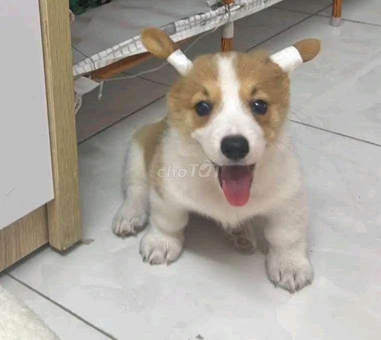 Chó Corgi cái 3 tháng tuổi. Mua bán Chó tại Quận Gò Vấp Tp Hồ Chí Minh được đăng bởi Hiếu Khanh  hình 1