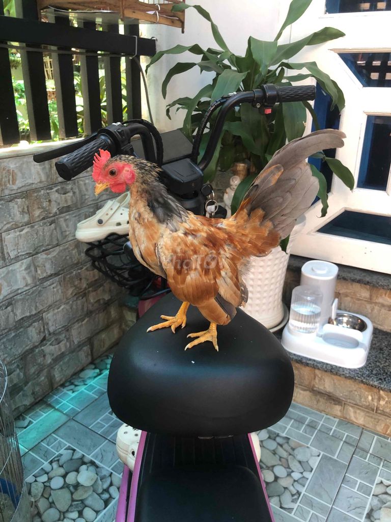 Gà cảnh trống. Mua bán Gà tại Huyện Nhà Bè Tp Hồ Chí Minh được đăng bởi LÊ VĂN GIÀU hình 1